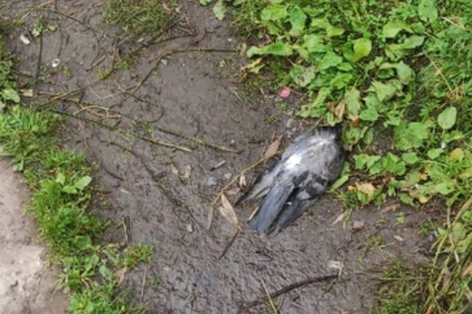 Петербуржцы жалуются на массовую гибель голубей и уток в Яблоневом саду