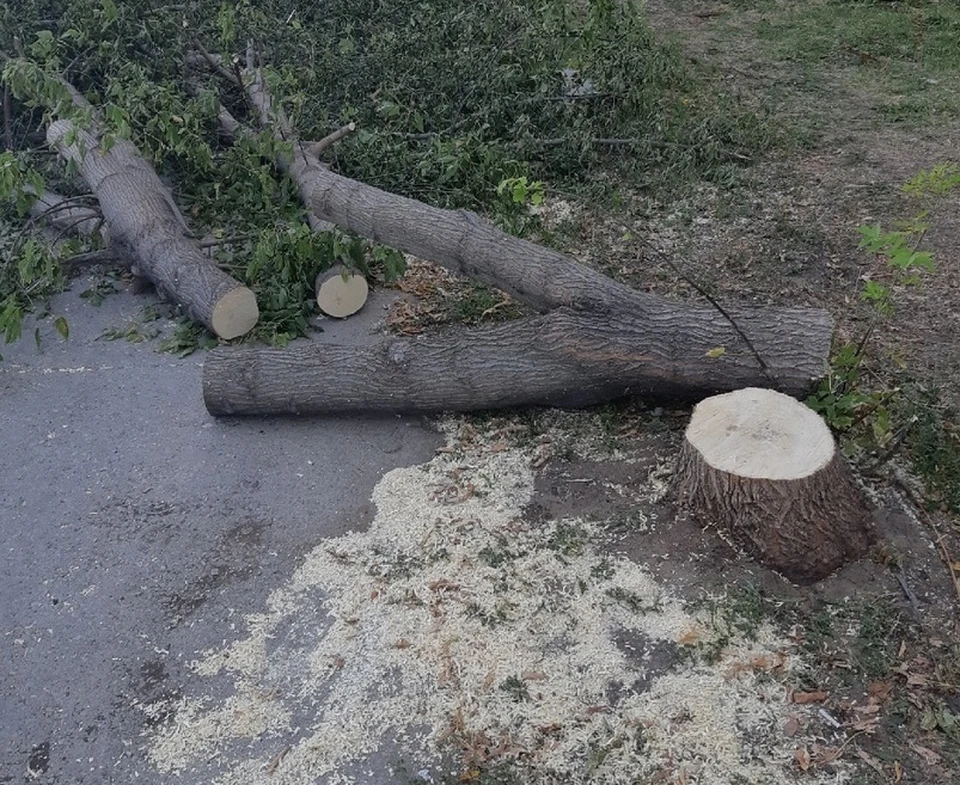Опилка деревьев в Балакове