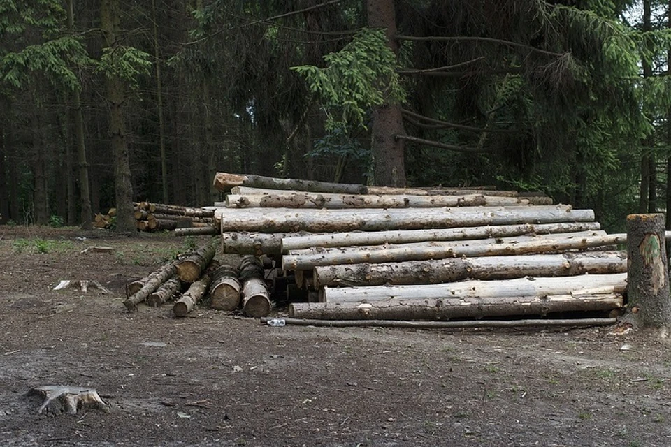 В Минлесхозе сказали о росте объемов заготовки древесины. Фото: pixabay.com.