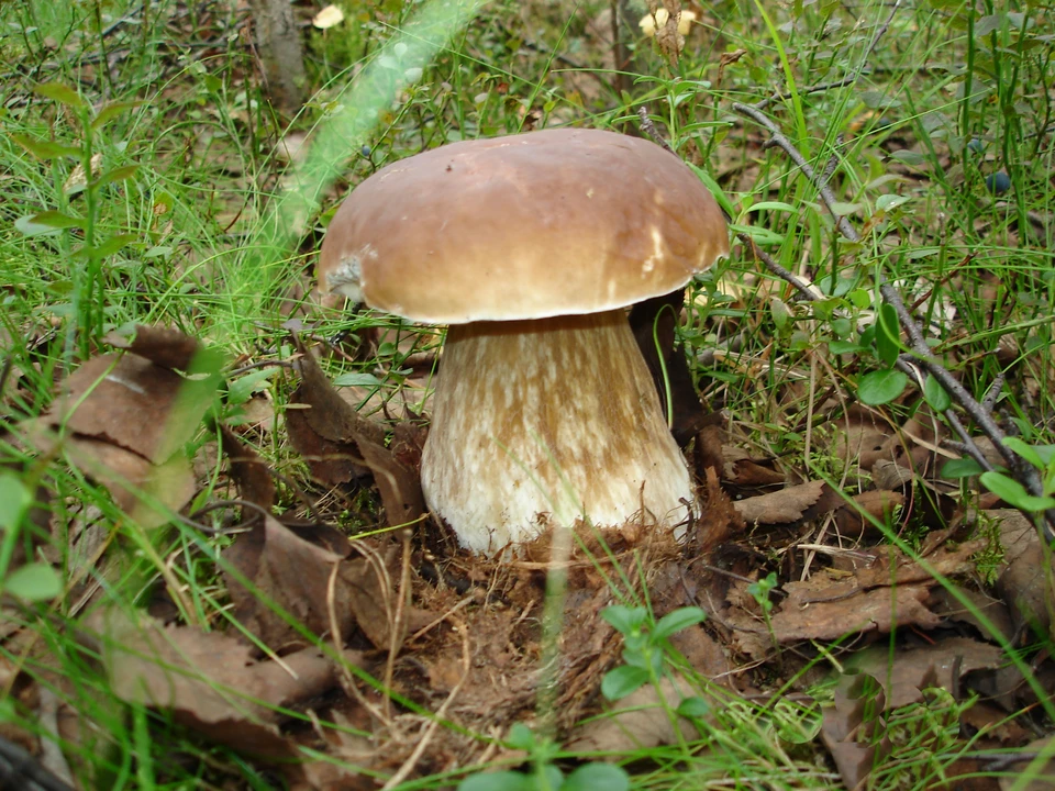 Особенно много сейчас в лесах белых грибов.