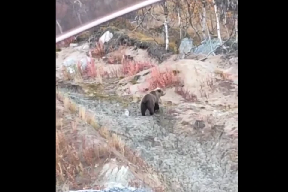 По словам мужчины, медведя в дикой природе он видел впервые. Фото: скрин видео