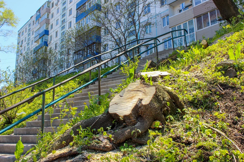 Во Владивостоке нашли около 400 опасных деревьев