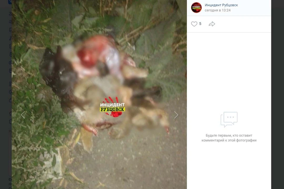 Шкура собаки в Рубцовске (фото: скриншот страницы https://vk.com/incident_rubtsovsk)