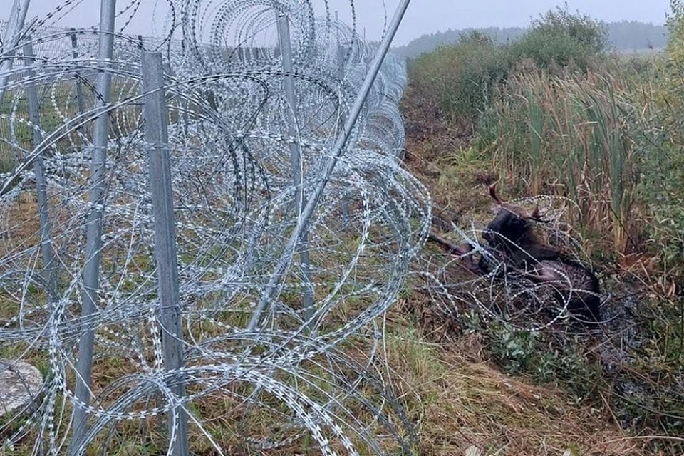 В Госпогранкомитете заявили, что еще одно животное погибло из-за колючей проволоки на литовско-белорусской границе. Фото: с сайта Госпогракомитета