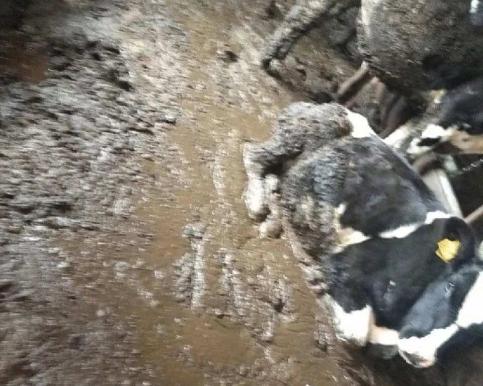 Можно заметить полузатопленные смесью грязи и навоза стойла, в которых находятся грязные животные. Фото: instagram.com/gorod_izhevsk/
