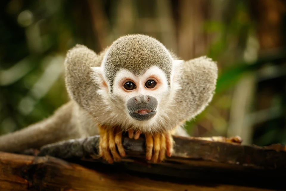Беличья обезьяна (Saimiri sciureus): вид цепкохвостых обезьян из рода саймири: в их организмах был обнаружен ген, блокирующий распространение ВИЧ.