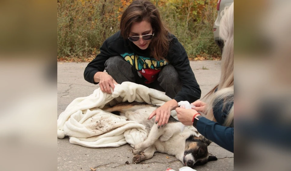 Зоозащитники вывезли из поселка-призрака 7 собак и 4 кошки / Фото: ФлагманВет