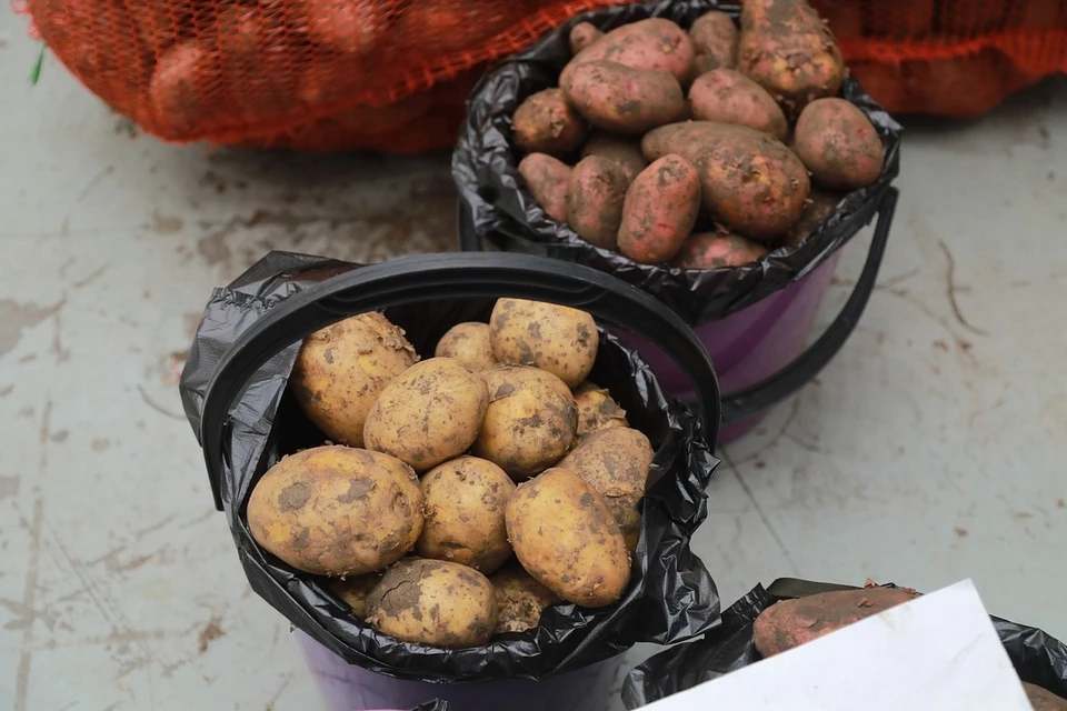 В Красноярском крае пенсионерам и инвалидам передали 8 тонн овощей