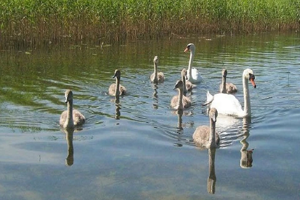 Лебединая семья. Фото: Naturae.ru