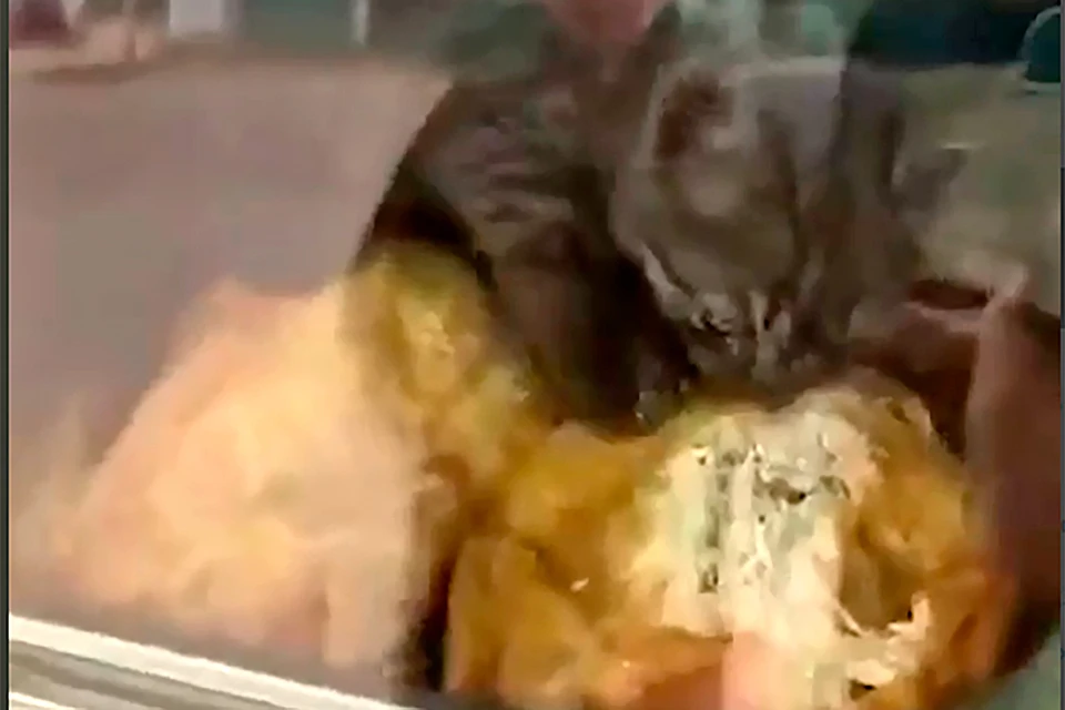 Котенок из Липецка забрался в киоск с курами-гриль.