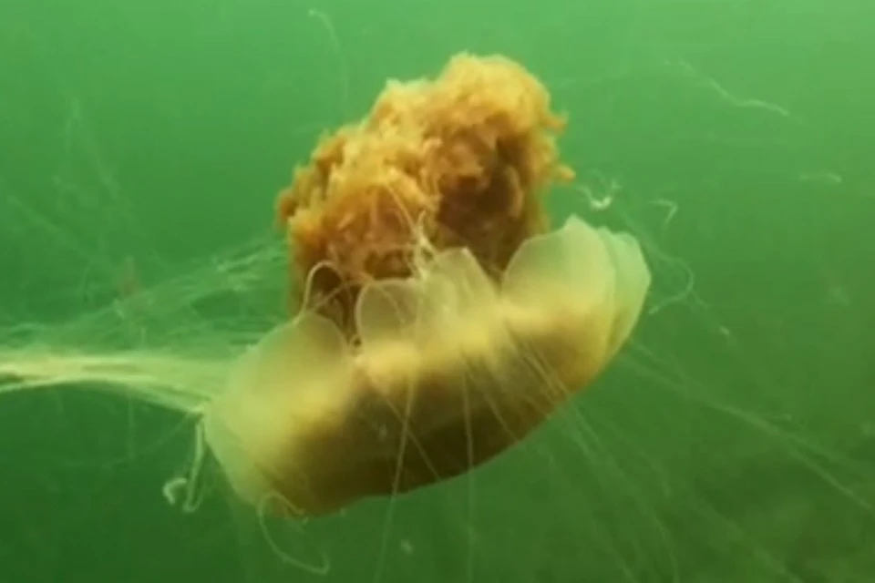 Северянину встретились морские обитатели. Фото: скрин видео