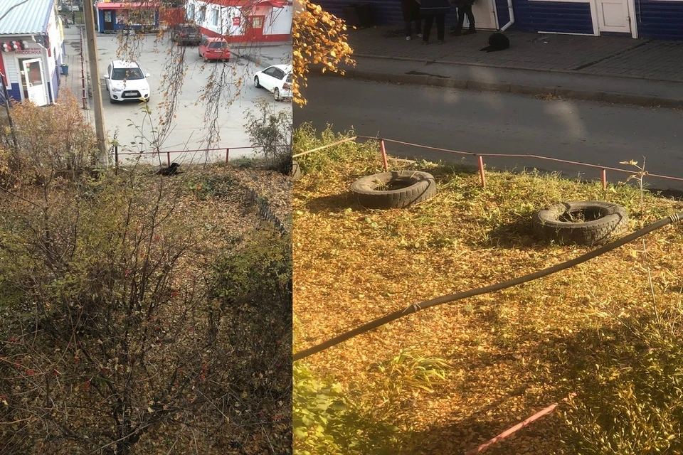 Под Новосибирском бездомная собака набросилась на 8-летнюю девочку. Фото: предоставлено Светланой Приходько.