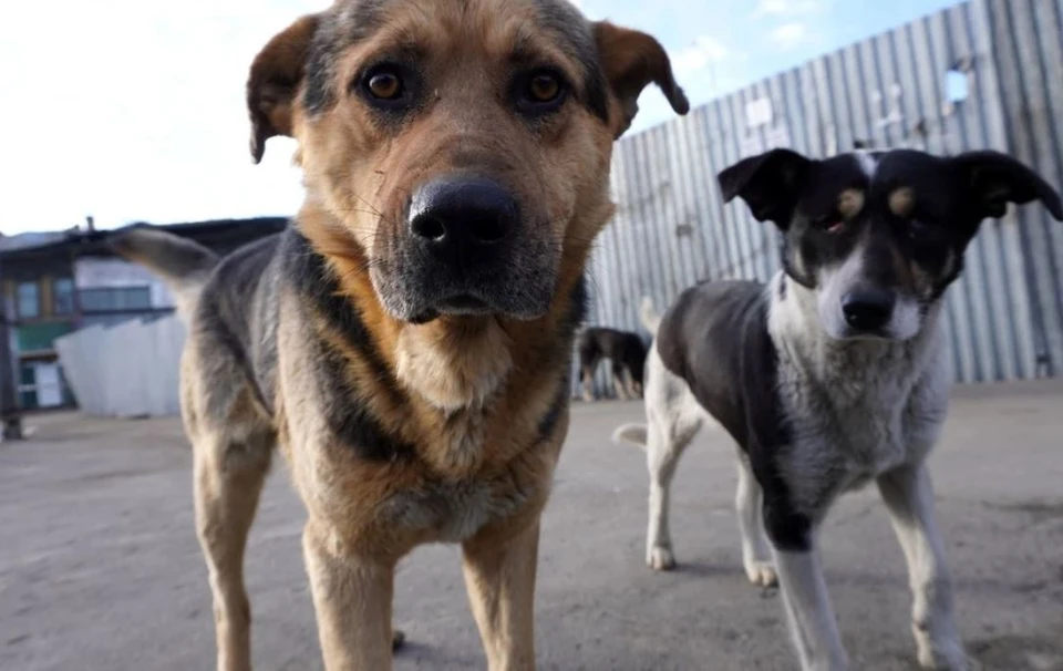 Прокуратура требует создать приют для бездомных животных в Хабаровском крае