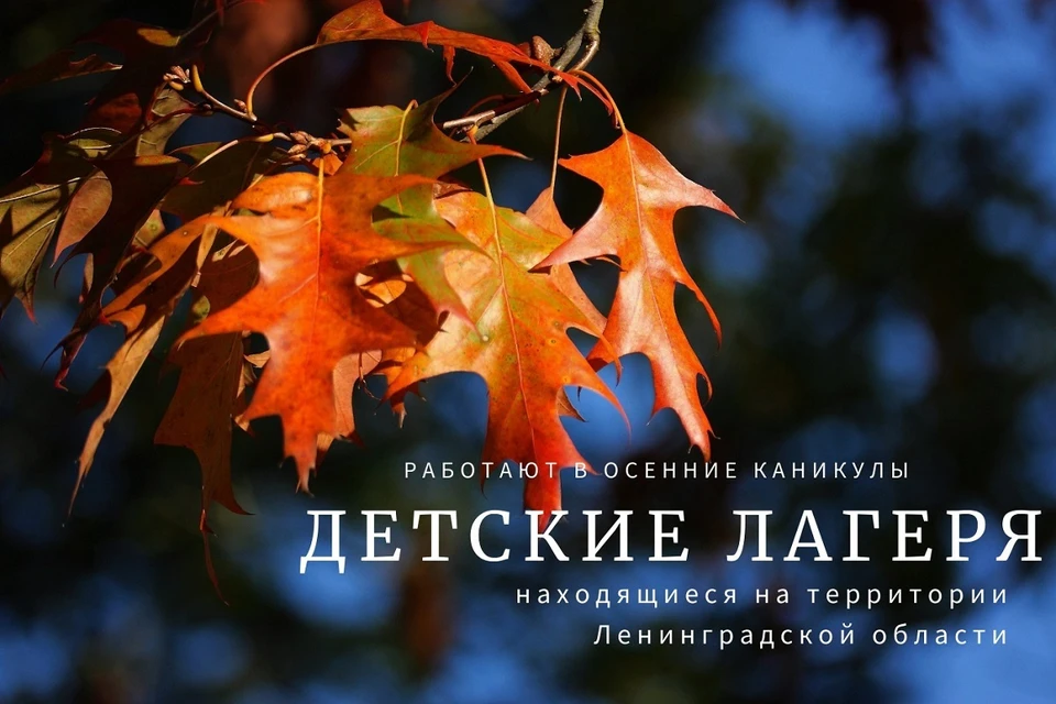 Петербургские школьники смогут отдохнуть в Ленобласти. Фото: vk.com/coomolod