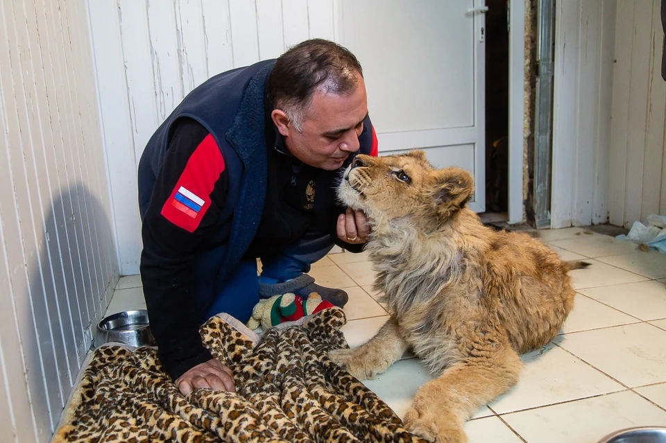 Лечением львенка Симбы занимался челябинский ветеринар Карен Даллакян.