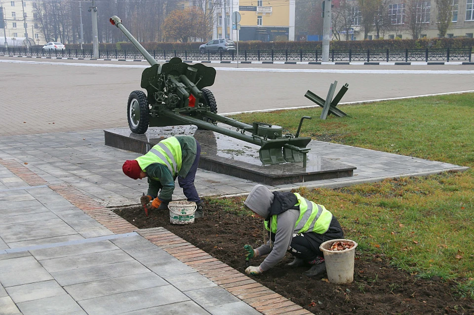 Почти 15 тысяч красных тюльпанов высадят на клумбах площади Победы в Туле