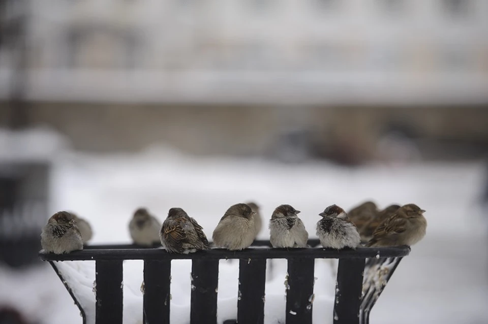 Чем кормить птиц зимой - KP.RU