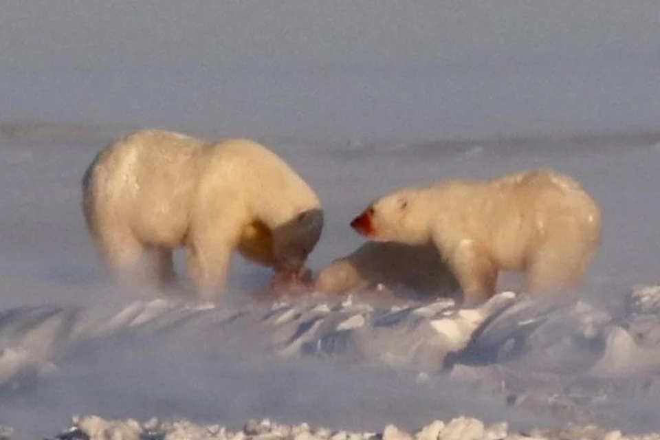 Фото: Арктический научно-исследовательский стационар.