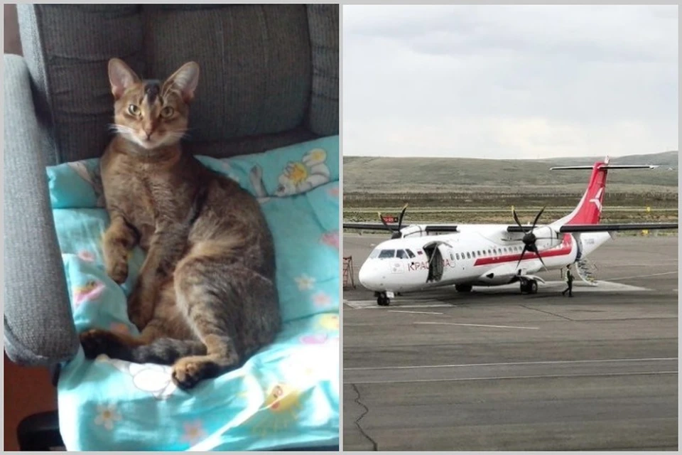 В аэропорту Кызыла (Тува) при посадке на рейс потеряли породистую кошку и предложили хозяевам купить другую. Фото: архив семьи, аэропорт Кызыла, страница в соцсетях.