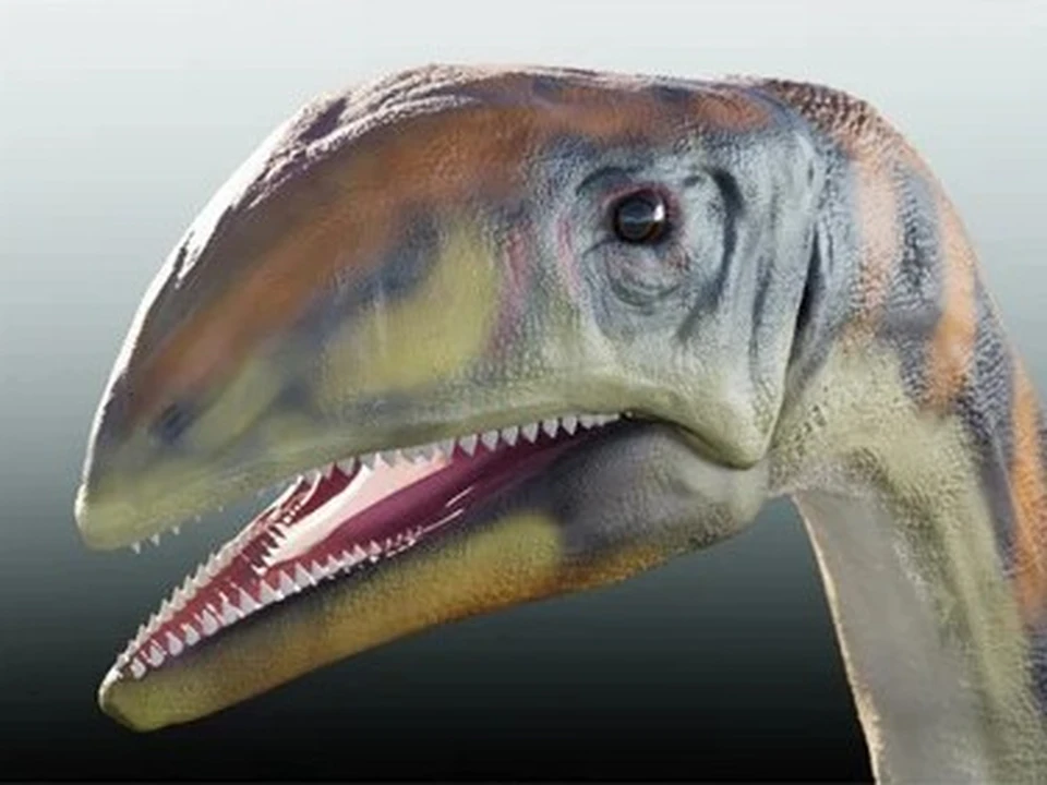 Ученые обнаружили самые первые виды динозавров - они жили 214 миллионов лет  назад - KP.RU