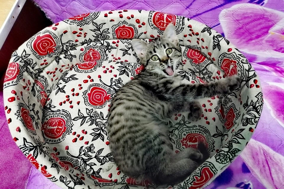 Фото: ООО "РЖК". Котенок Задвижка.