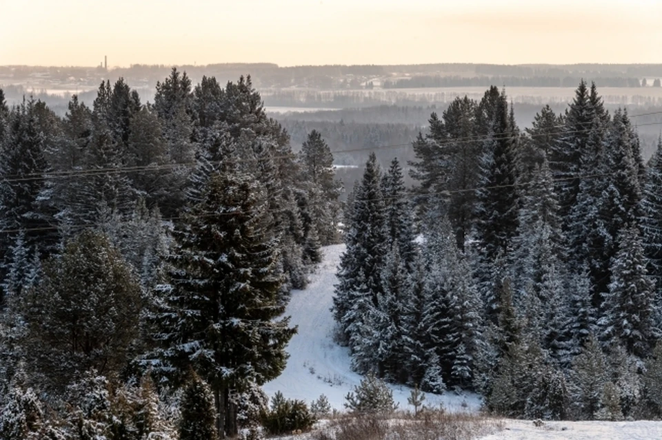 BCG предложила способ втрое увеличить поглощающую способность лесов в России