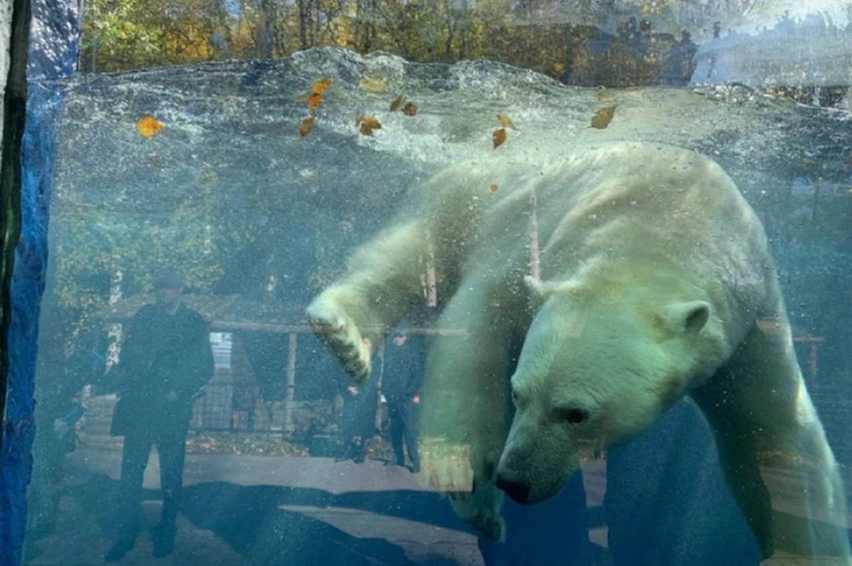 Белый медведь Алмаз из зоосада «Приамурский» решил не впадать в спячку