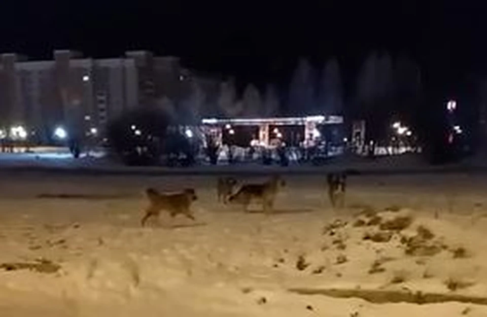 По Тобольску разгуливают бродячие собаки.