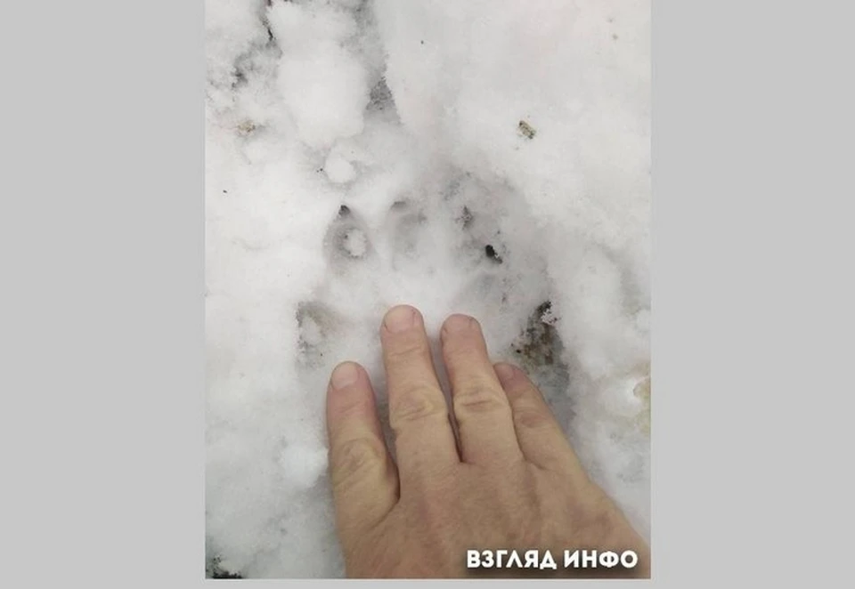В южных районах Красноярского края сельчане жалуются на стаю голодных волков. Фото: Взгляд Инфо