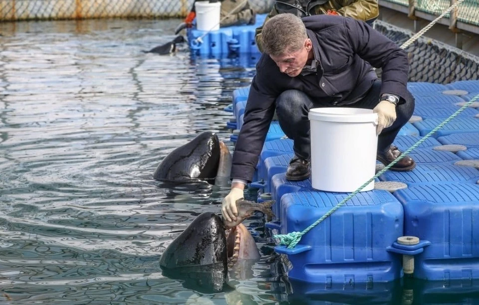 Олег Кожемяко кормит косаток в «китовой тюрьме». Фото: Игорь Новиков