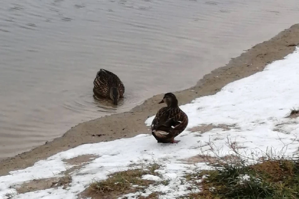 Собака рядом с замерзшим озером. Бабка ловит утку фото. Успел искупаться