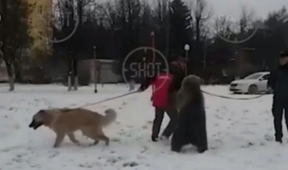 В центре Ярославля на поводке выгуливали медведя. ФОТО: группа "Жесть Ярославль" ВКонтакте