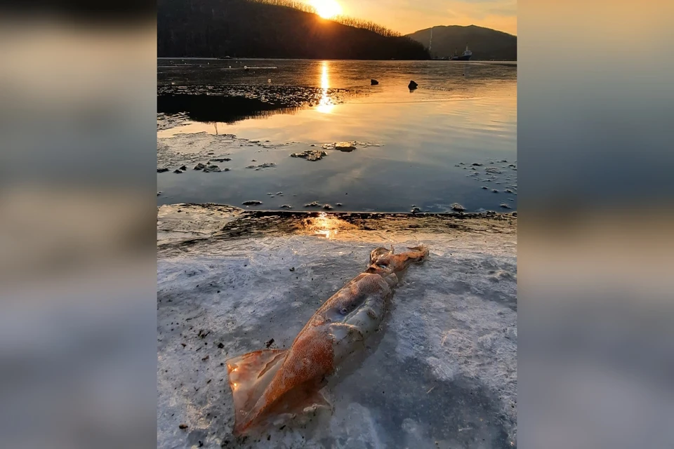 Погибший кальмар в бухте Труда. Фото: Валентина ЦЫГАНОК, instagram.com/valya5413