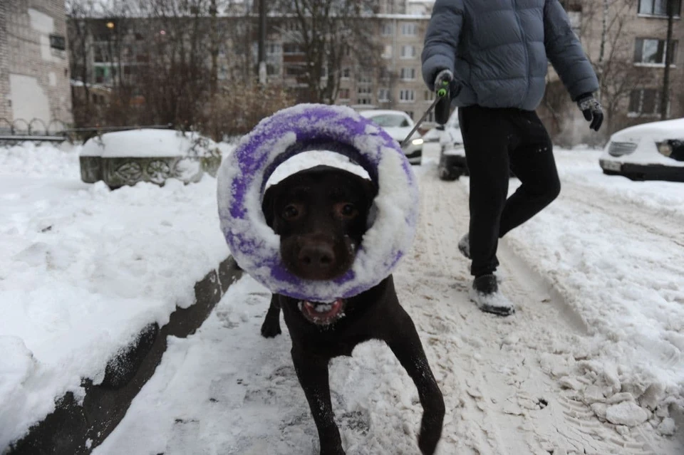 Петербург завалило снегом, но многим это в радость.