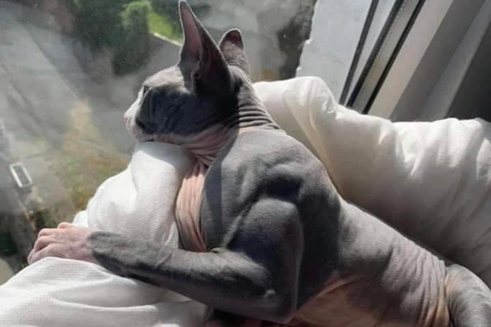 Фотография кота с рельефной мускулатурой буквально за несколько дней собрала почти 5 тысяч комментариев