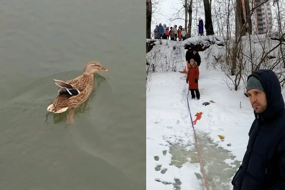 Спасем уточку. Спасение уток. Утки на черкизовском пруду. Новые утки в парке дубки. Кряква на льду.