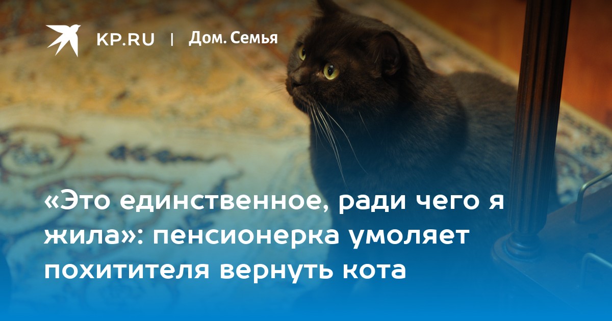 Единственный ради. Возврат кота к человеку.