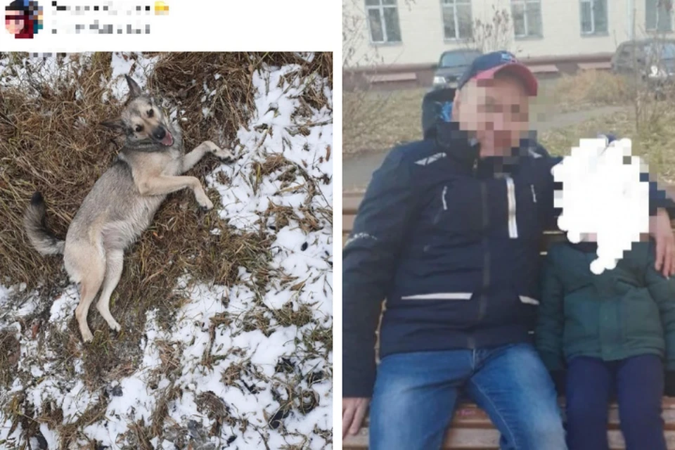 Железногорец жестоко расправился со своей собакой под подъездом жилого дома. Фото: ТВК