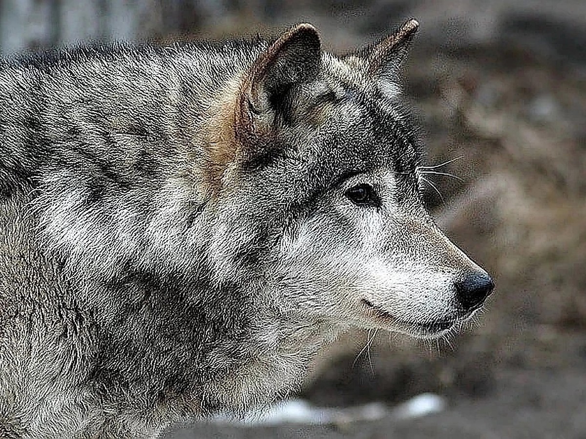 волки грузия