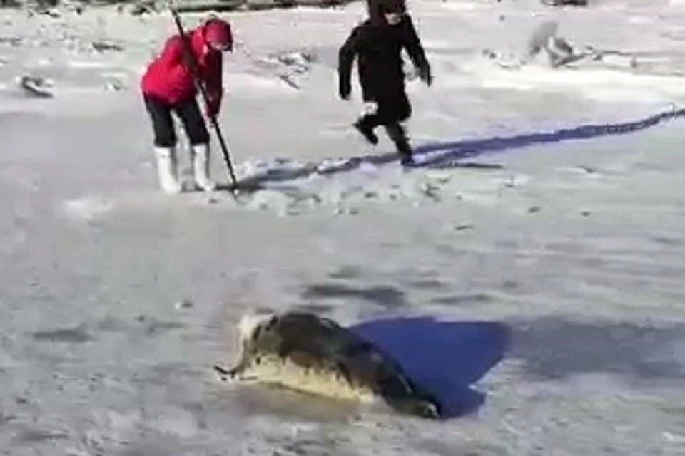 Местные жители спасают нерпу