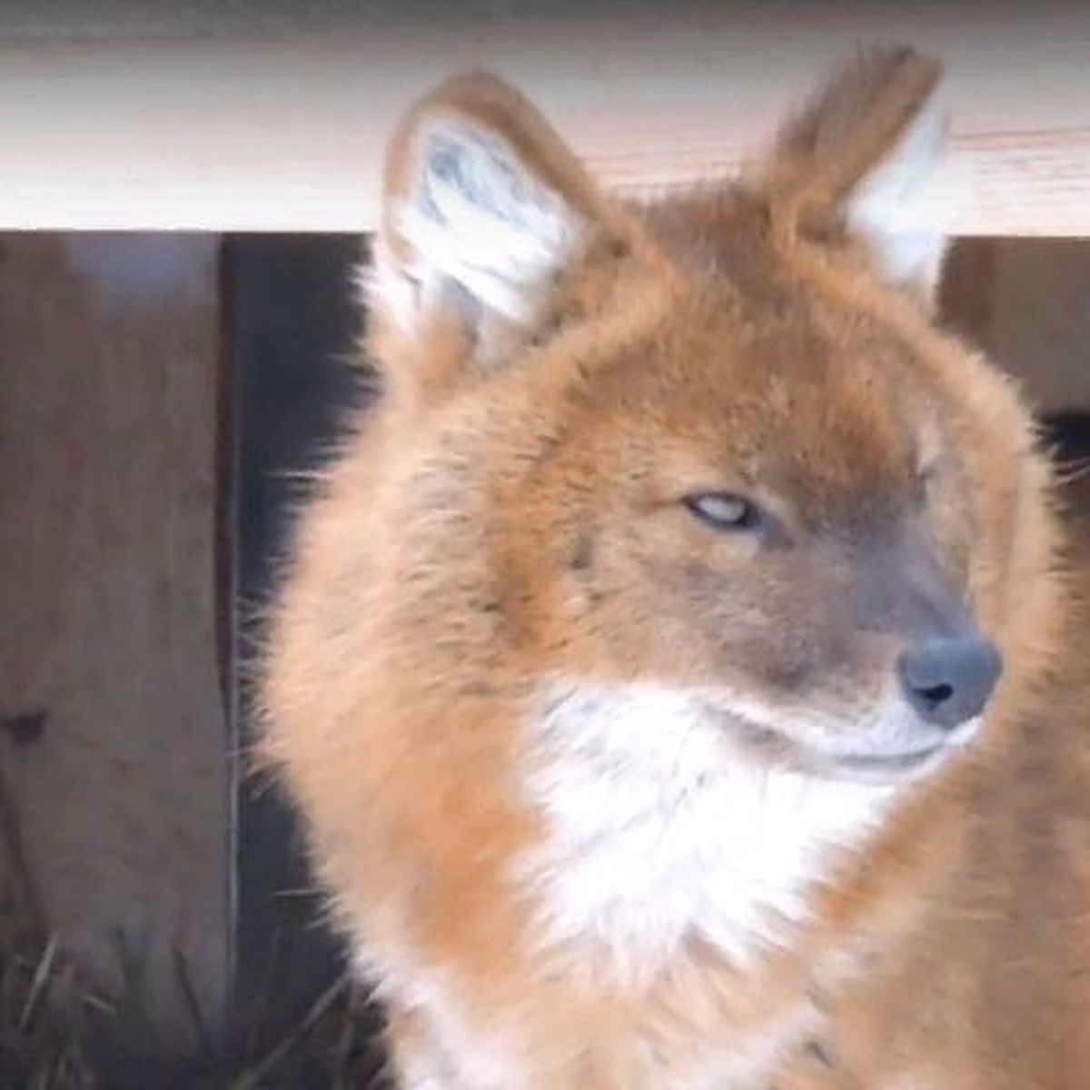 В ярославском зоопарке появился красный волк - KP.RU