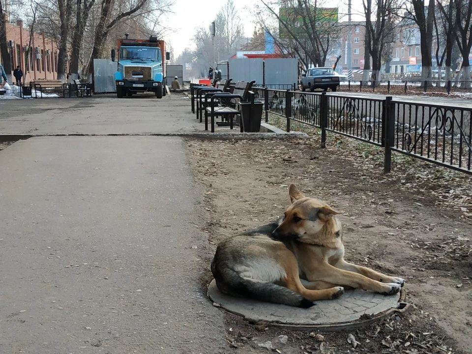 Собакам приготовиться...