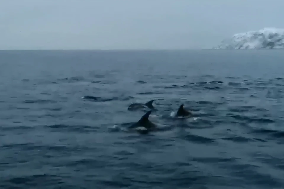На днях северянам во время морской прогулки крупно повезло. Фото: Скриншот видео