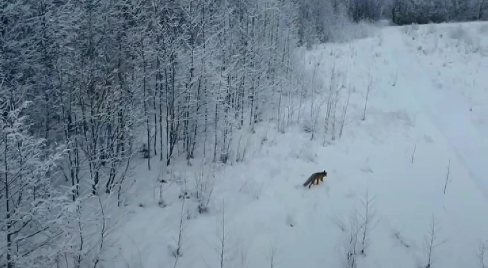Скриншот из видео Анны Шуняевой