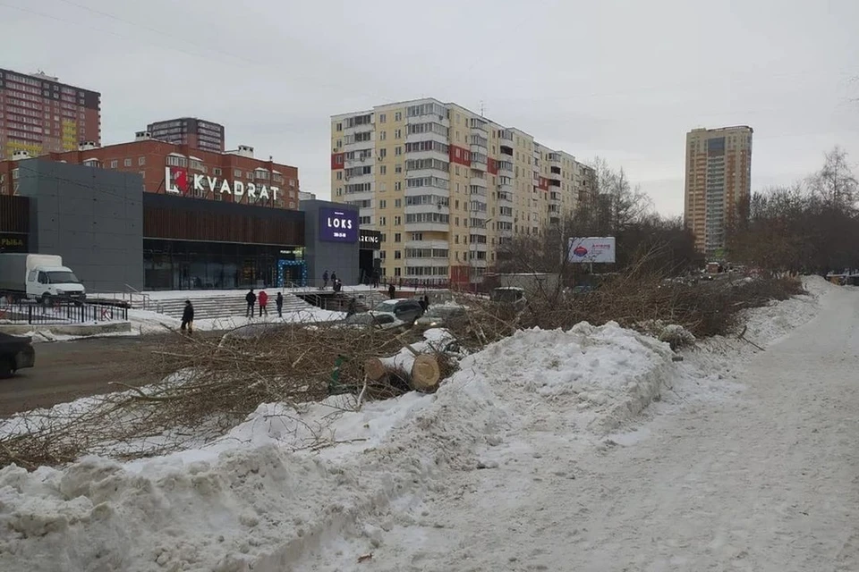 Срубленные деревья напротив «Квадрата». Фото: Сергей