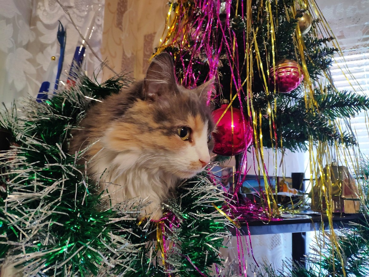 Опасности, подстерегающие кошек в новогодние праздники
