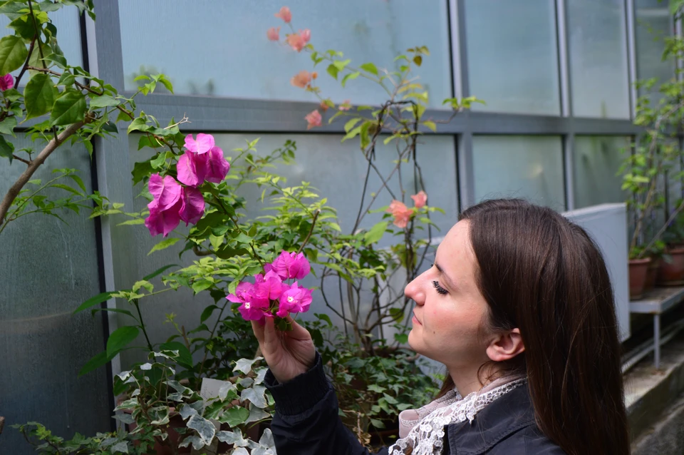 В оранжереях сейчас летний зной. Сотрудник орготдела Наталья Ясинская показала цветение бугенвиллеи – удивительной по своей красоте вечнозеленой лианы