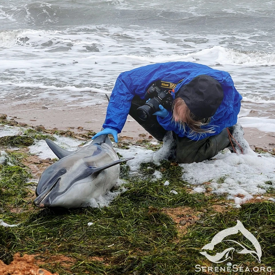 Волонтеры спасают китообразных. Фото: Центр «Безмятежное Море»/VK