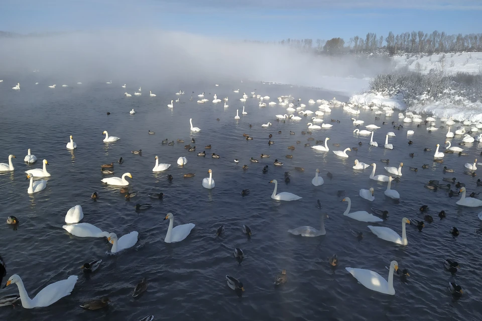 Озеро не замерзает, поэтому на нем зимуют сотни лебедей