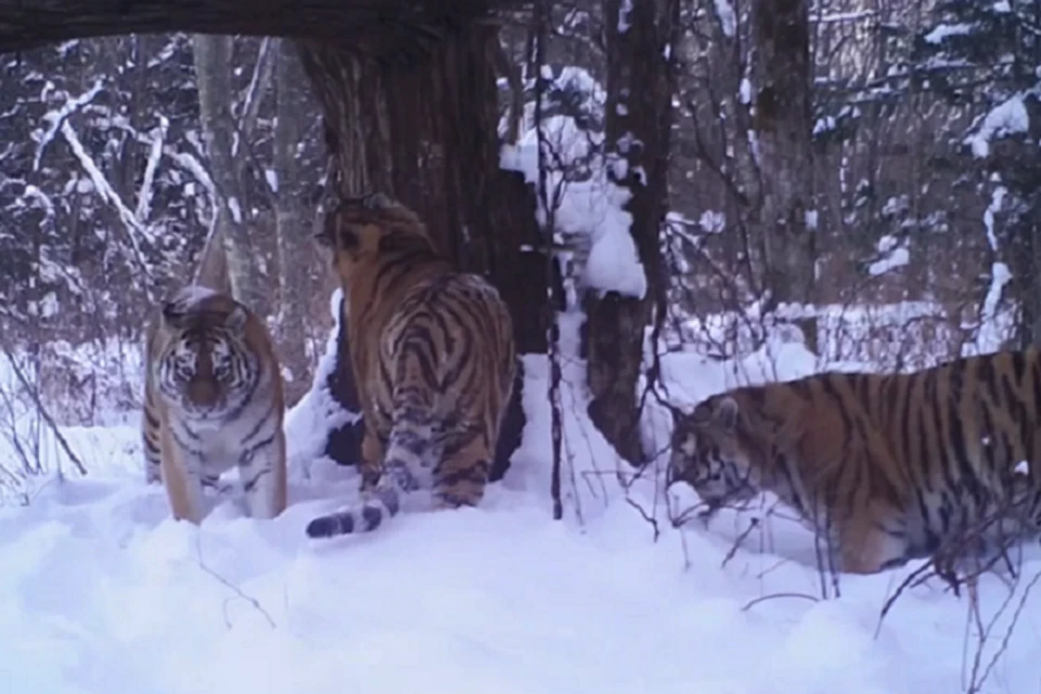 Тигрицу с сыновьями сняли у дерева. Фото: скриншот из видео